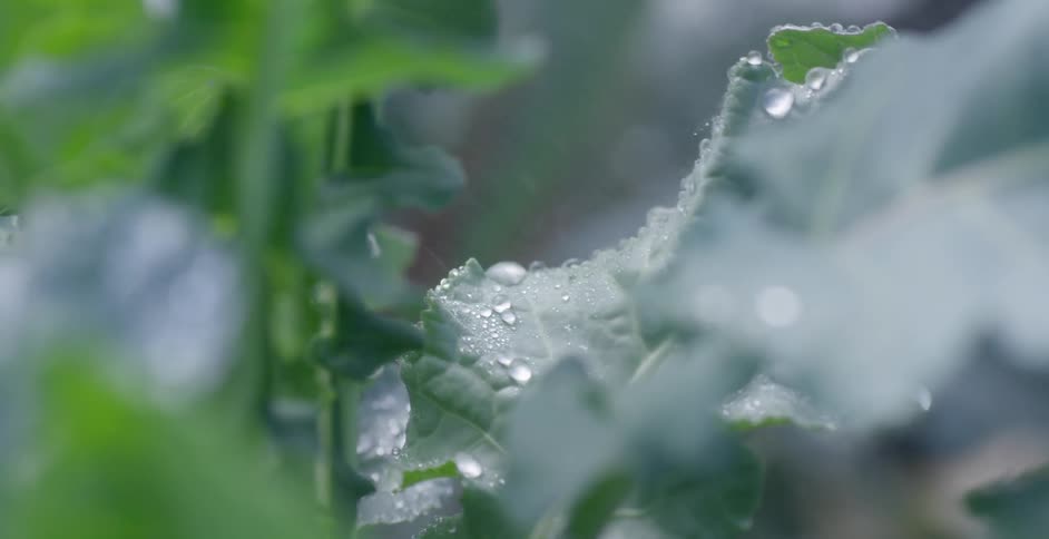Rain falling on plant leaves