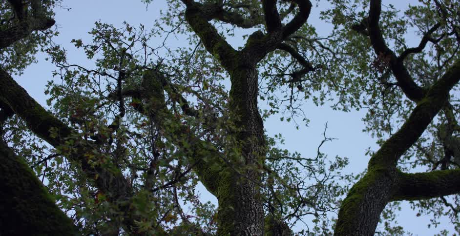 The gnarled branches of a large oak tree reach upwards towards the blue sky