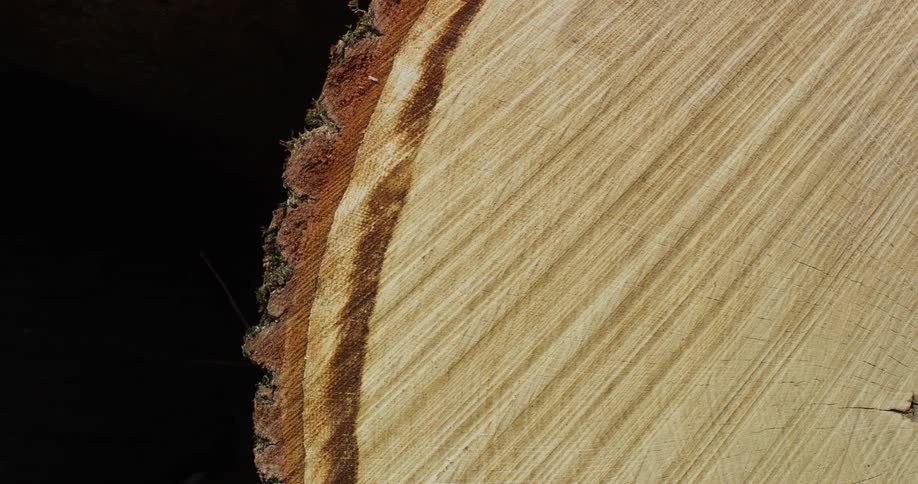 Close up of a cut tree trunk