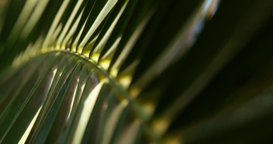 A palm tree leaf with sunlight on it with the sky in the background