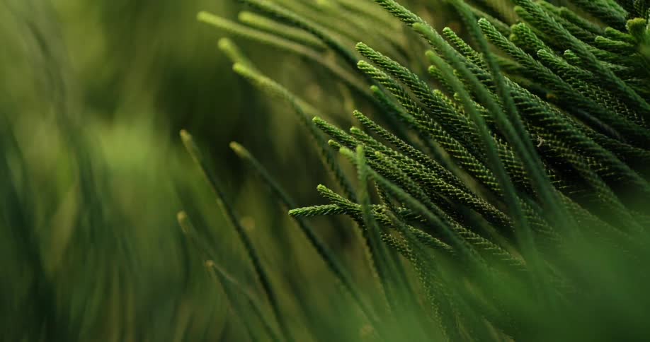 Wind blowing through a green plant