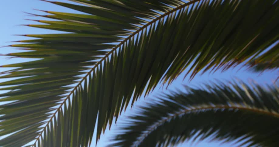 The palm leafs of a palm tree sway in the breeze on a windy day