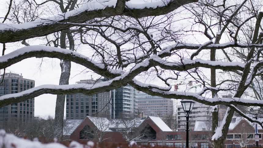Snow covered branches of trees near the city at day