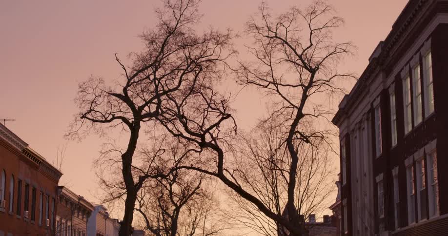 Silhouetted trees and brick buildings on a town street at dusk