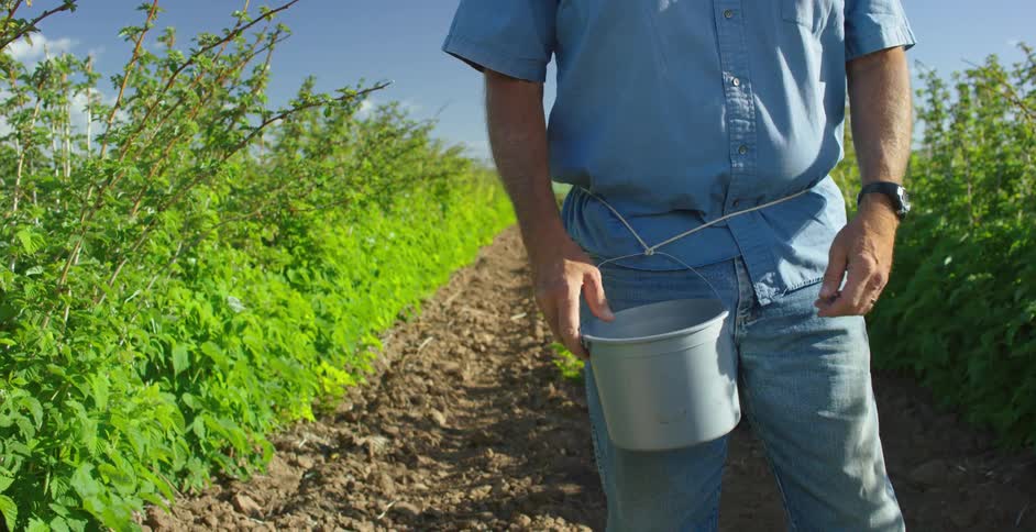 A farmer out in the crops with a bucket