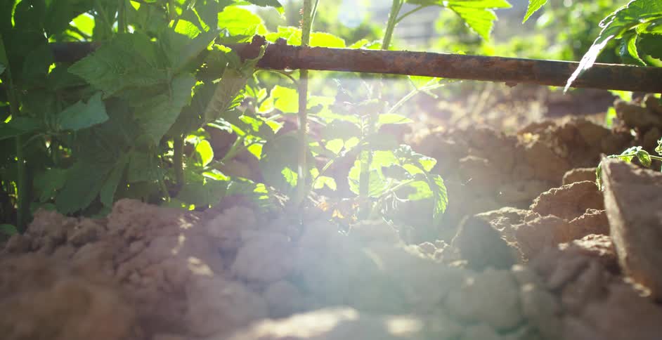Sunlight shining down on green plants while water drips on a summer day