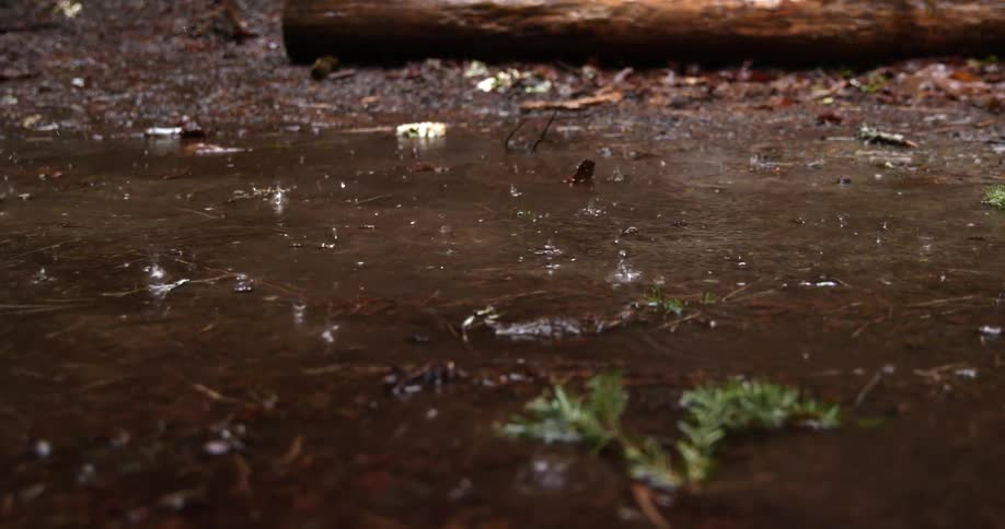Rain falls into a puddle on the ground in a forest area
