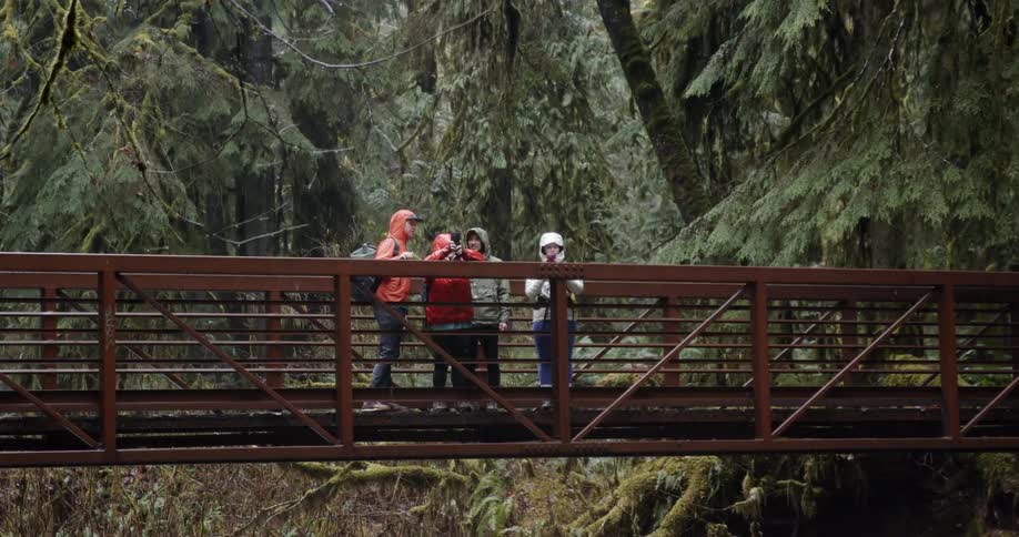 A group of people take photos from a bridge in a forest