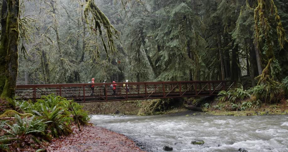 A group of hikers in raincoats walk across a wooden bridge spanning a river in a forest