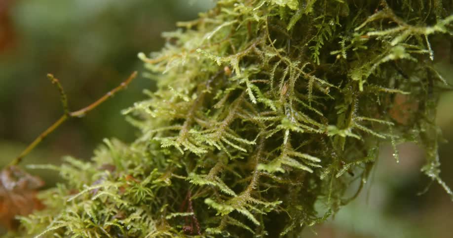 Algae with water dripping with plants in the background