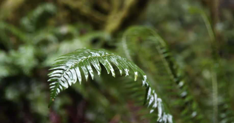 A closeup view of a leaf in a rain forest is displayed