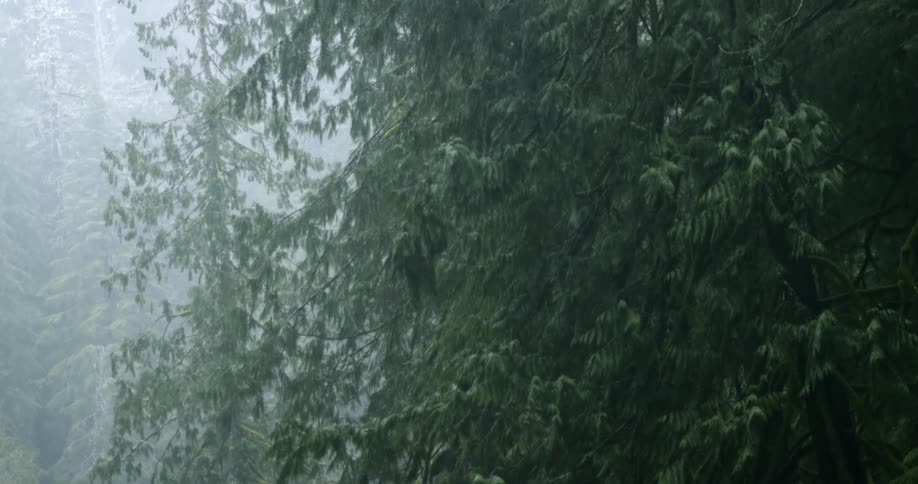 Rain falling in a forest