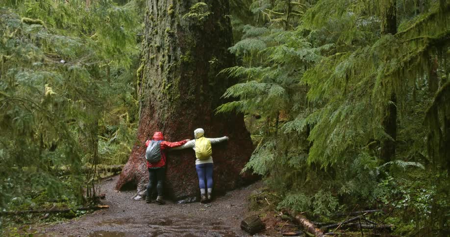 Two woman wearing colorful raincoats in the rain run to hug a gigantic tree in the forest
