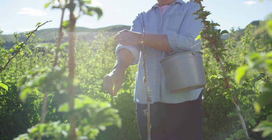 A person with a bucket hanging from the arm gets ready to pick up fruits
