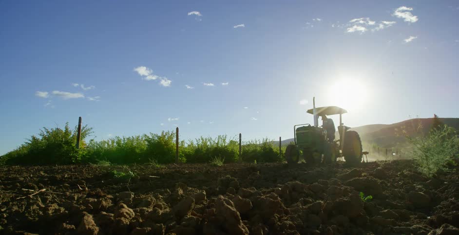 Farmer drives a tractor in a field on a sunny day