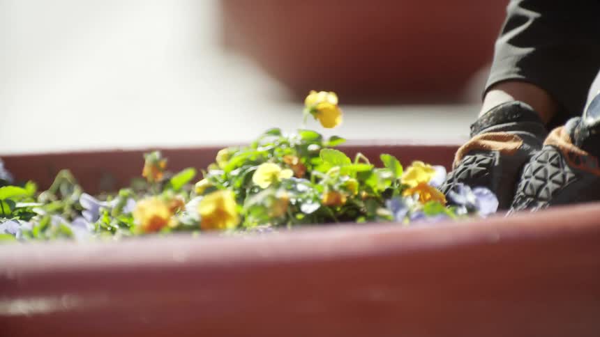 Male wearing gardening gloves makes a hole in the dirt in a terracotta planter and arranges a group of pansies into the hole