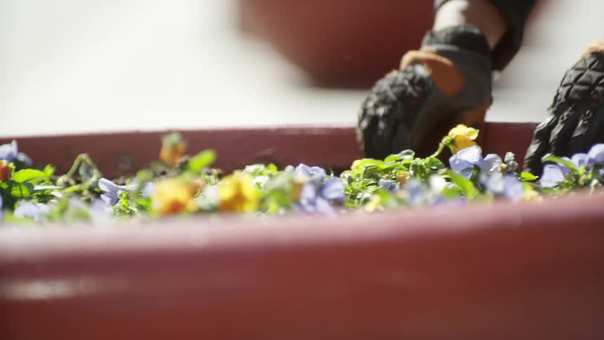 A gardener plants flowers in a large planter outdoors