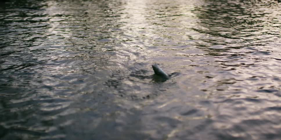 A fish is reeled in to the shore and captured with a fish net by a fisherman standing in the shallows wearing waders