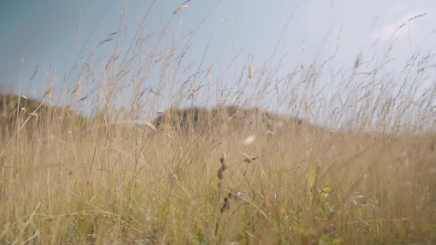 Dry wild grasses sway in the wind on plains