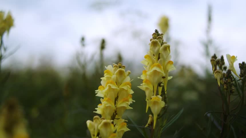 Yellow flowers in a field blow in the wind.