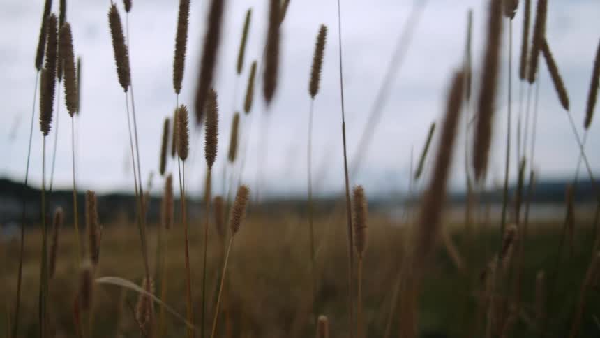 Tall grass in a field