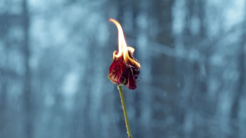 A rose burns in the woods under falling snow