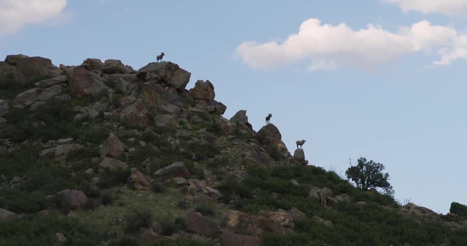 Animals sit on top of a rocky hill