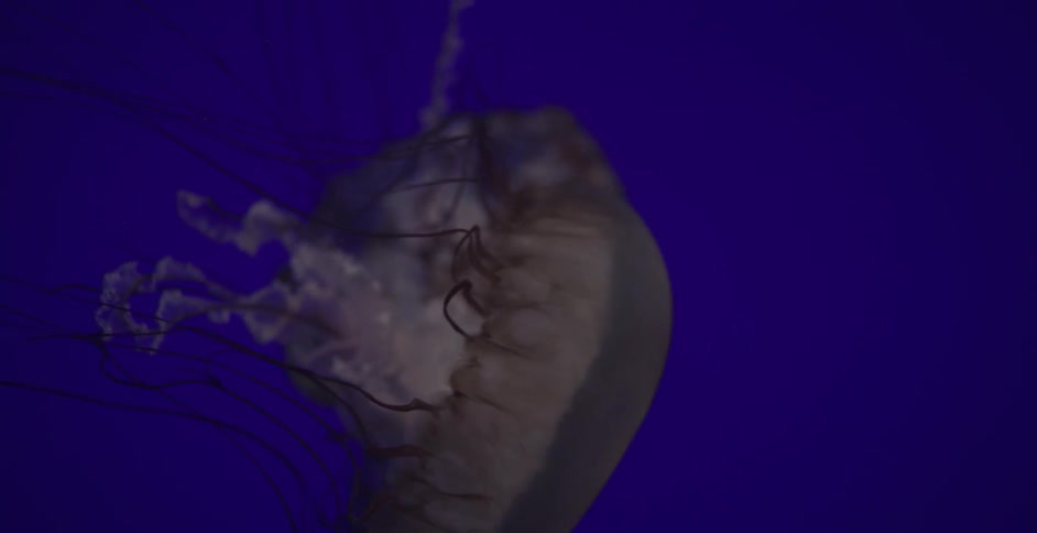 Jellyfish are swimming in some blue water