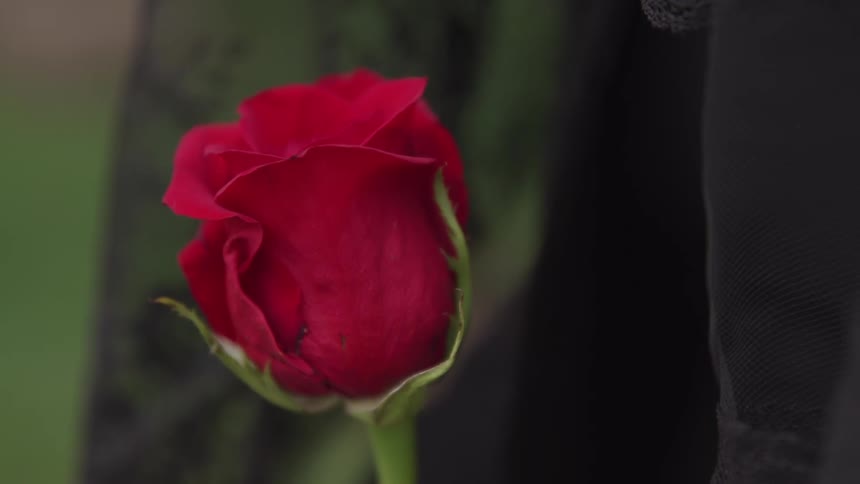A single red rose is near a field