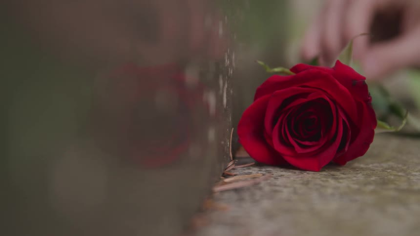 A person places a rose in a gravestone at the cemetery