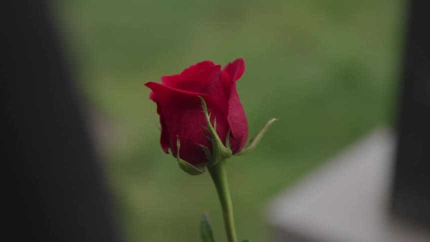 A person holding a red rose in a cemetery near headstones
