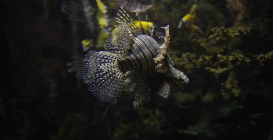 Several fish varieties swim near coral reef
