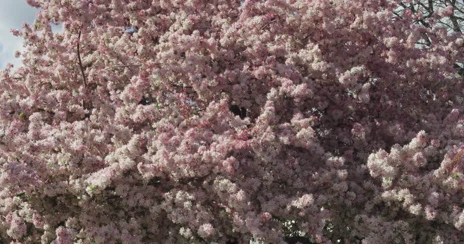 A breeze rustling the branches of a flowering tree