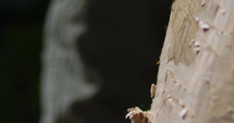 A man using a hand axe chips away at a piece of wood
