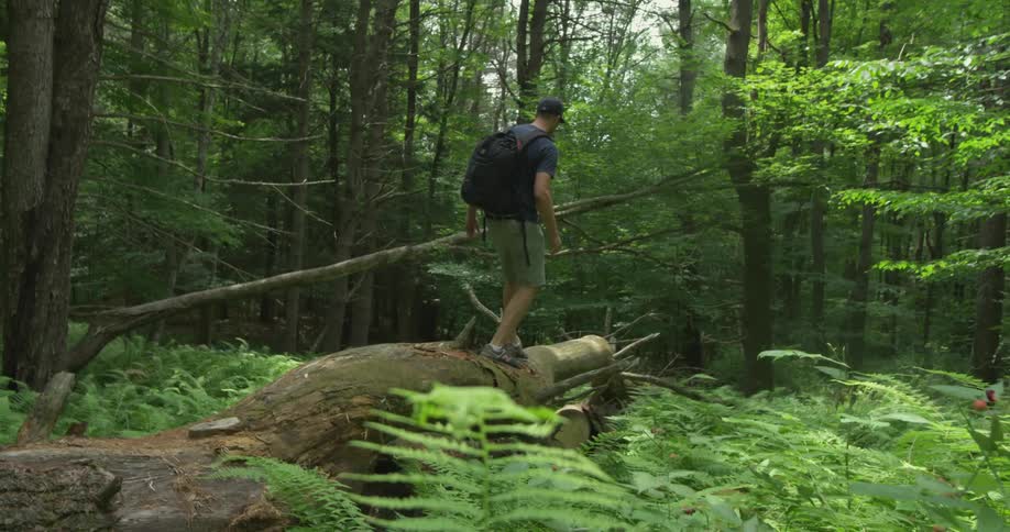 A man walks on a log in a forest