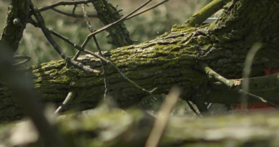 A man using a chainsaw to cut a downed tree