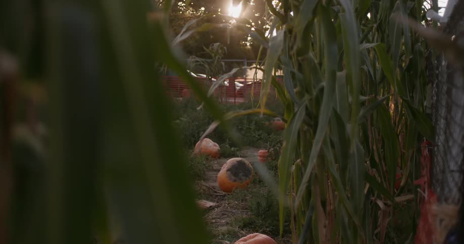 Field with pumpkins next to a fenced off parking lot at sunset