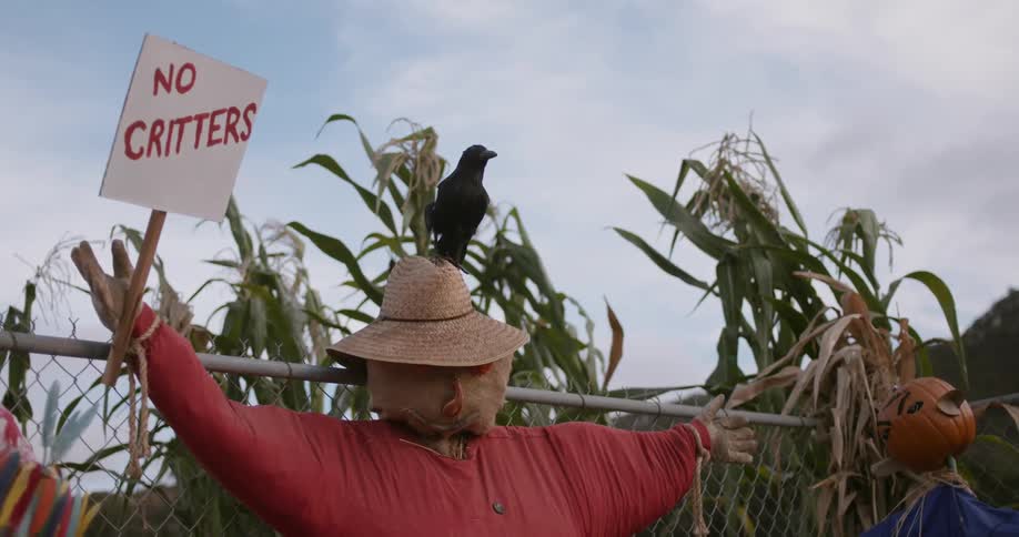 A scarecrow sits on a fence