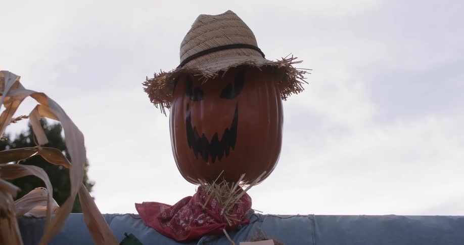A scarecrow with a pumpkin head stands in a field