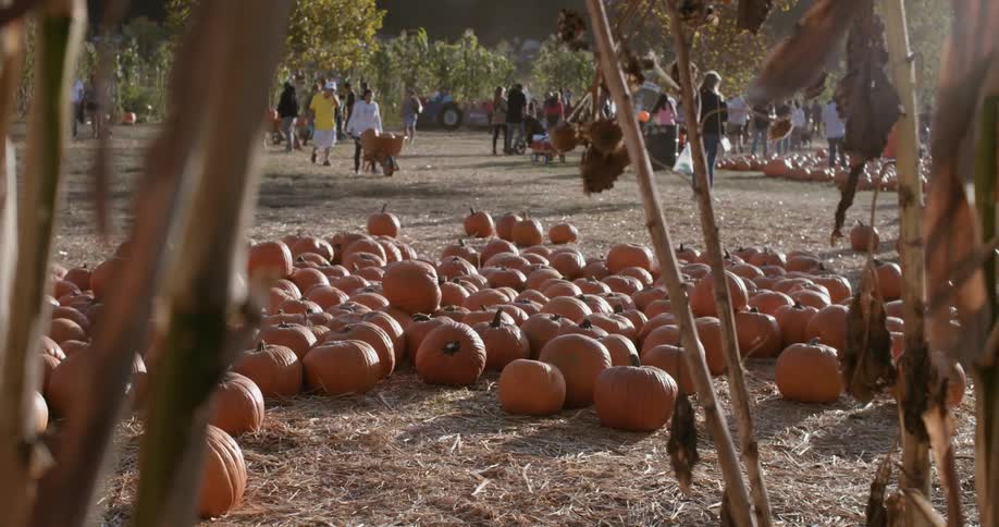 A large amount of pumpkins are on the ground with people walking in the distance