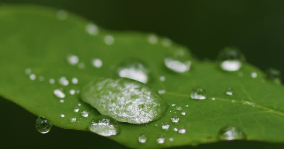 A water droplet shakes on a plant leaf