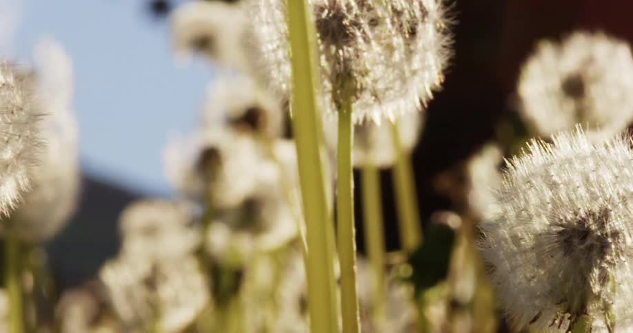 Dandelion plants just before seeds are blown away