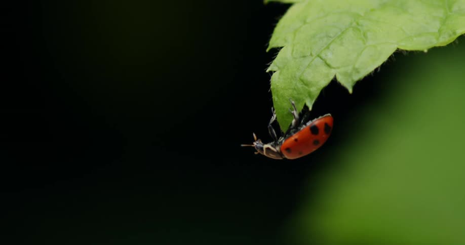 A lady bug crawls on the leaf