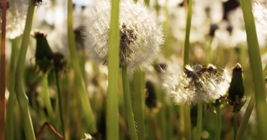 Sunlight shining through dandelions in a field