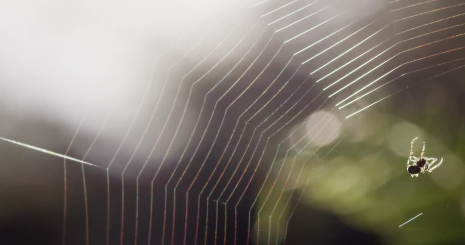 A spider is spinning a web outdoors