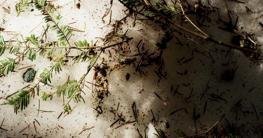Pine needles and branches lying in spring snow