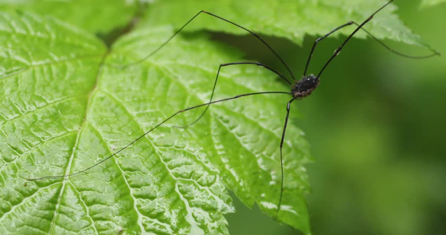 A six legged spider walks across a leaf in macro
