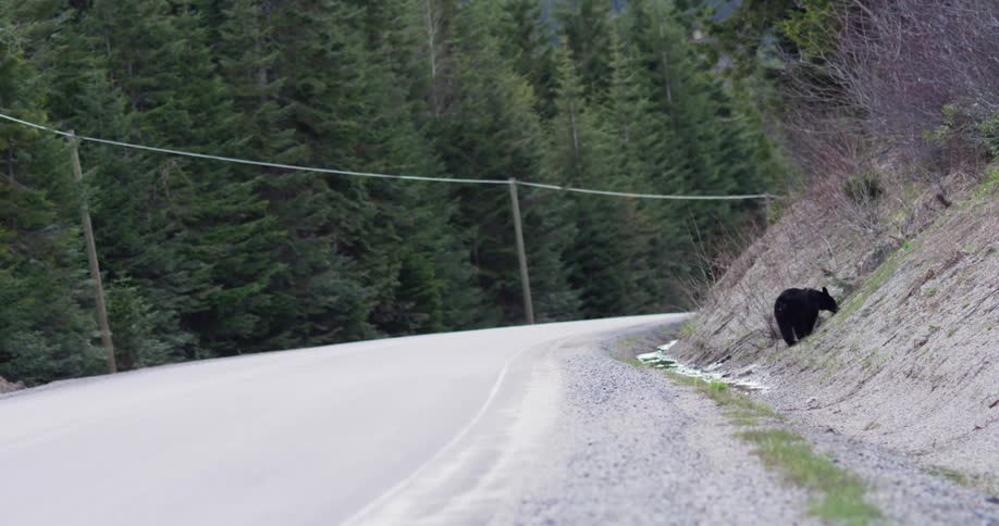 A black bear on the side of a mountain road in the wilderness