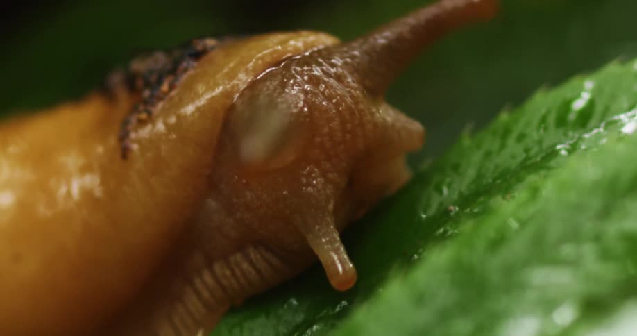 A slimy slug crawls on a wet green leaf in macro