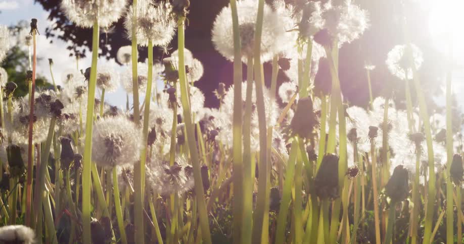 Dandelions in a field on a sunny summer day